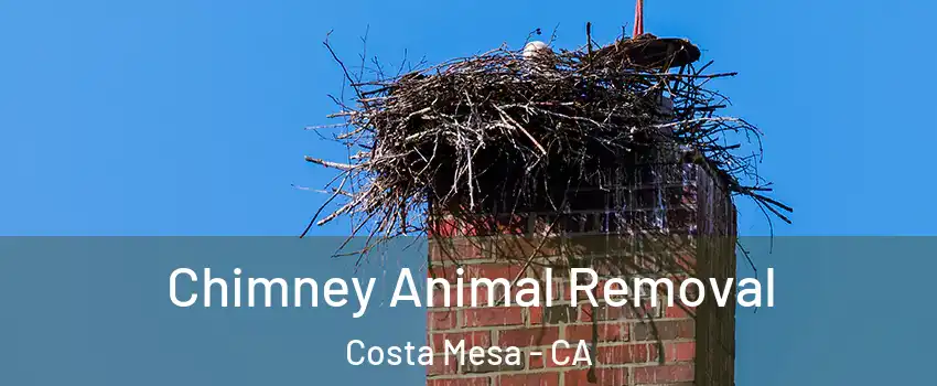 Chimney Animal Removal Costa Mesa - CA