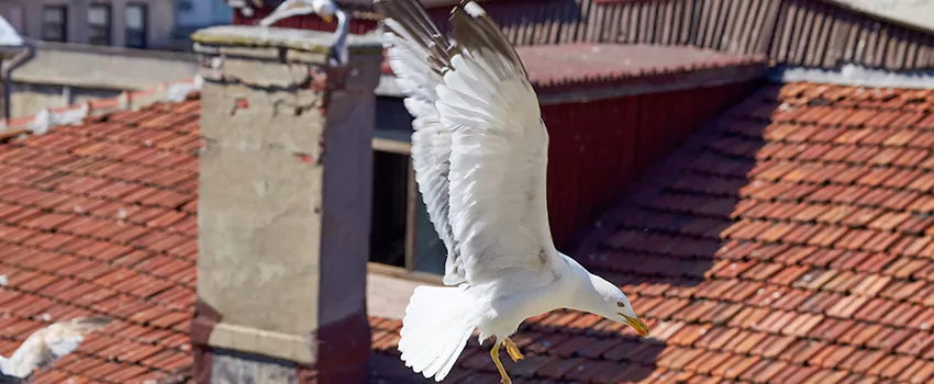Residential Chimney Animal Removal Solution in Costa Mesa, CA